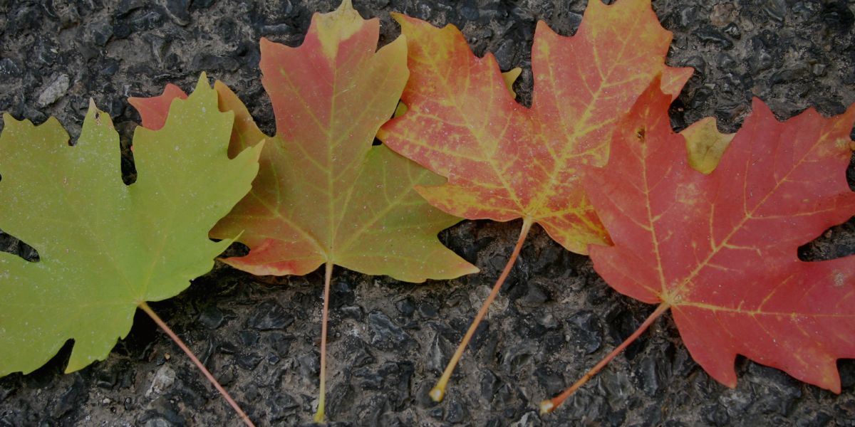 generic-four maple leaves changing colour