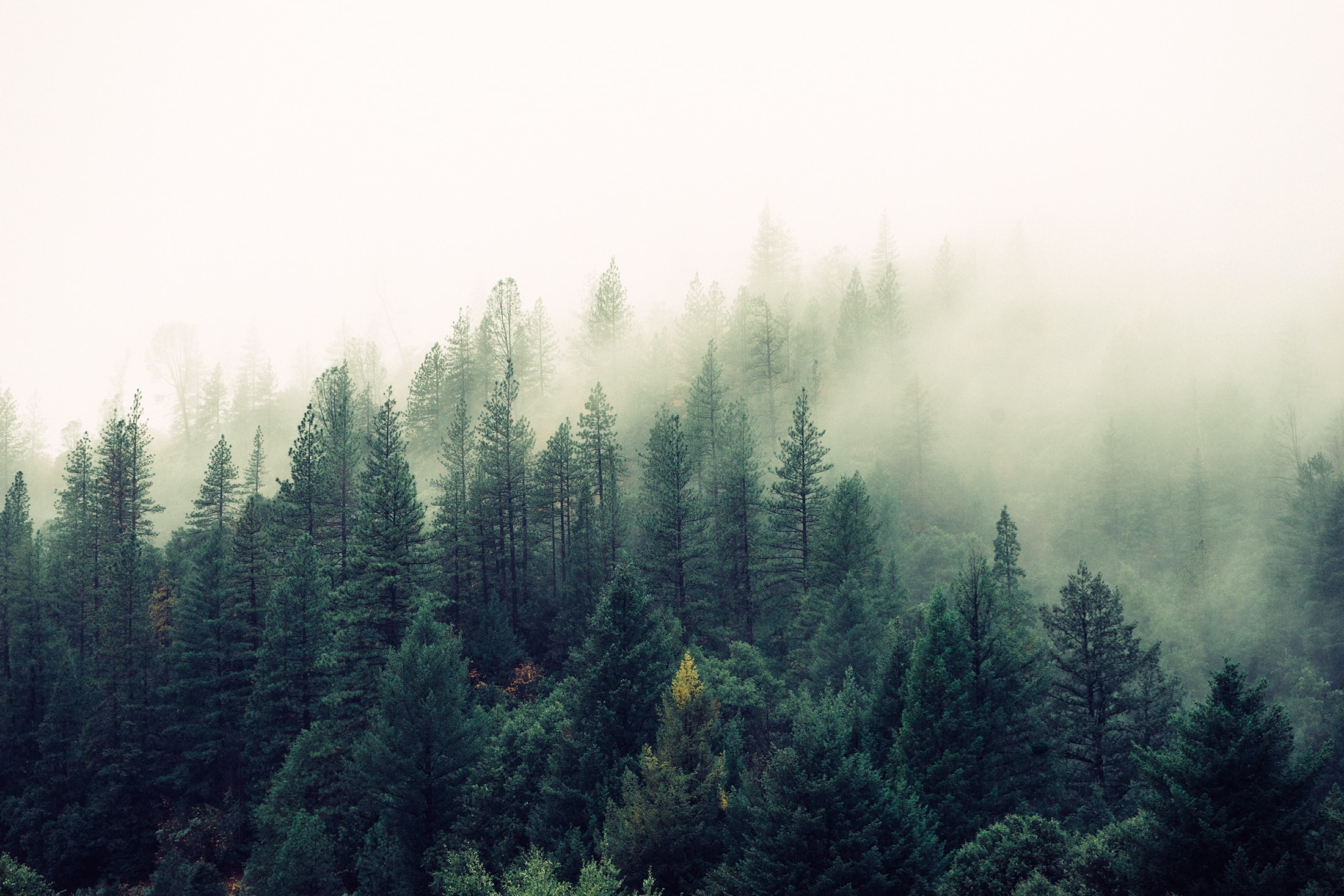 A pine forest shrouded in mist