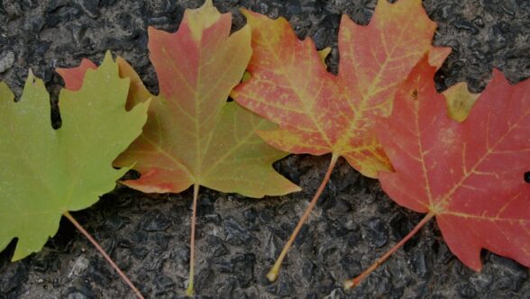 generic-four maple leaves changing colour