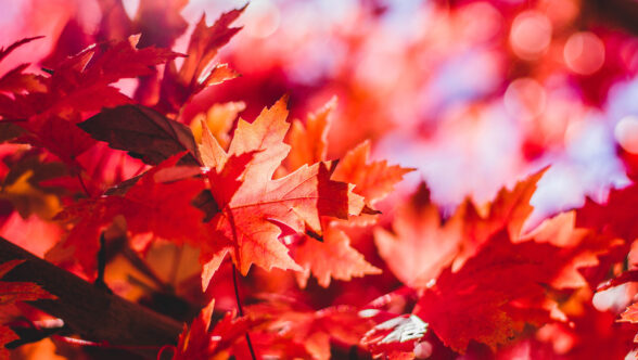 red maple leaves on tree