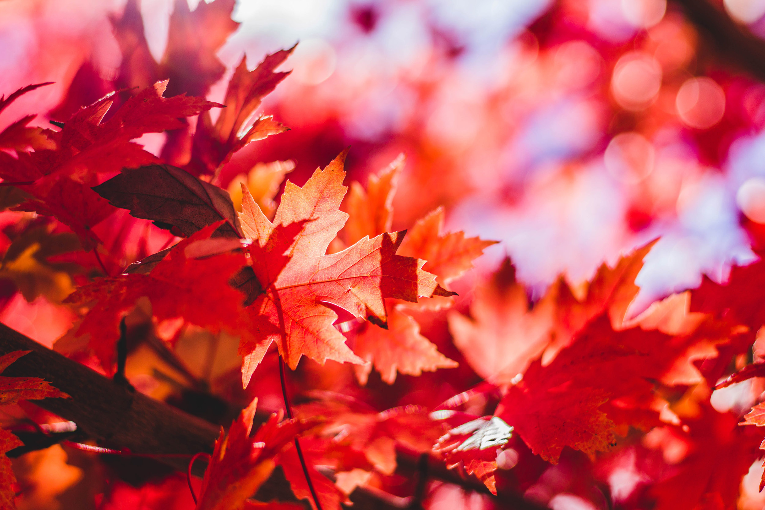 red maple leaves on tree