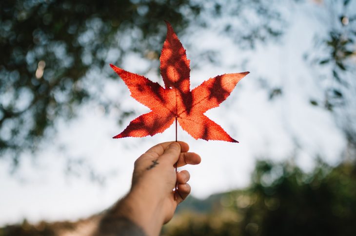 hand holding up maple leaf outdoors
